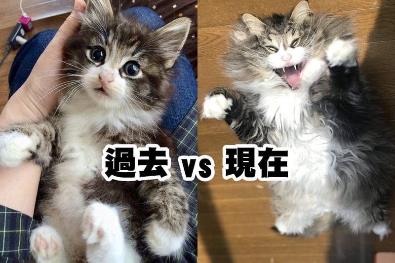 《貓咪的過去與現在》歲月是把殺豬刀，這道理在貓咪身上也適用