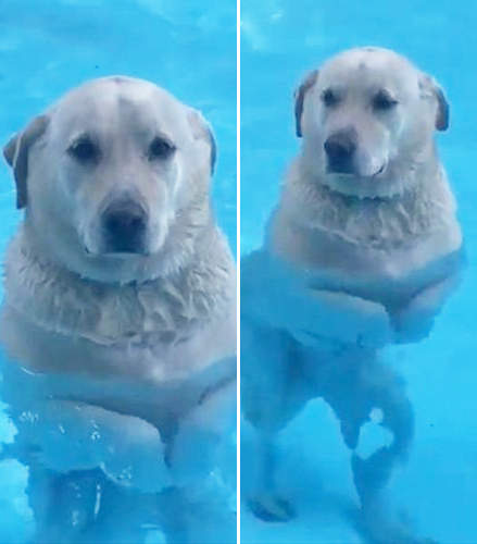 【有片】以為在遊泳但《只有一半狗爬式的Gino君》主人你家泳池太淺了啦（冏