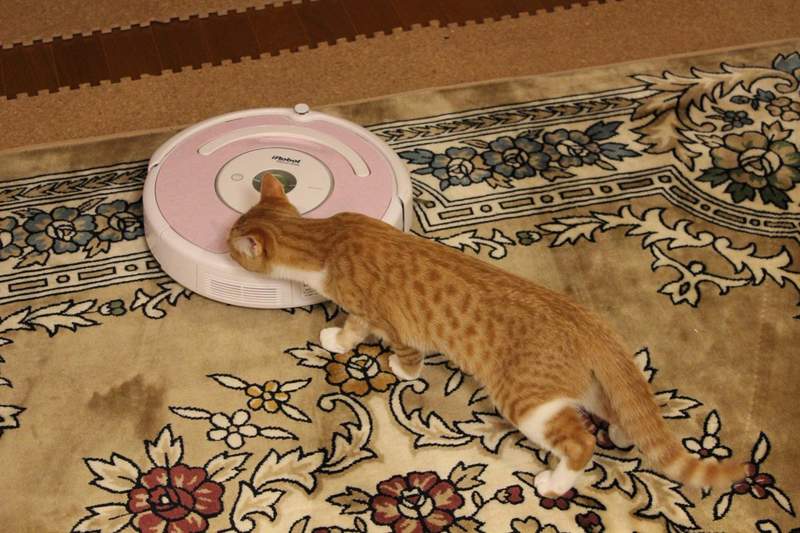 《來自掃地機器人的求救訊息》或許不器用卻也無法否定它的可愛❤