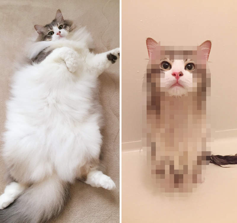 瞬間變小《把挪威森林貓放進浴缸的結果》毛茸茸的感覺全都消失了好神奇XD 瞬間變小《把挪威森林貓放進浴缸的結果》毛茸茸的感覺全都消失了好神奇XD