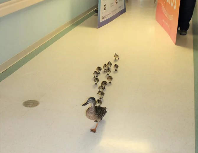 一年一度療癒畫面《鴨媽媽在醫院生蛋》孵化後再帶著鴨寶寶從醫院回家 一年一度療癒畫面《鴨媽媽在醫院生蛋》孵化後再帶著鴨寶寶從醫院回家