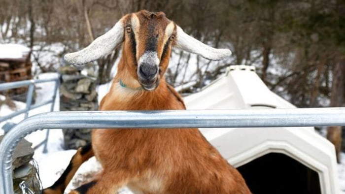 美國選出《3歲羊咩咩鎮長》擊敗了小貓小狗小老鼠成為當選人 美國選出《3歲羊咩咩鎮長》擊敗了小貓小狗小老鼠成為當選人