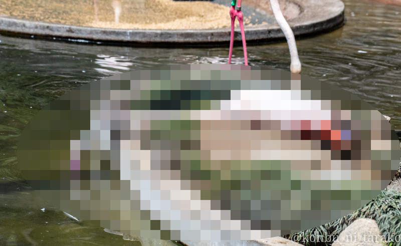 動物園驚見《紅鶴衝擊的喝水姿勢》這應該是我人生看過最懶的一隻紅鶴ww