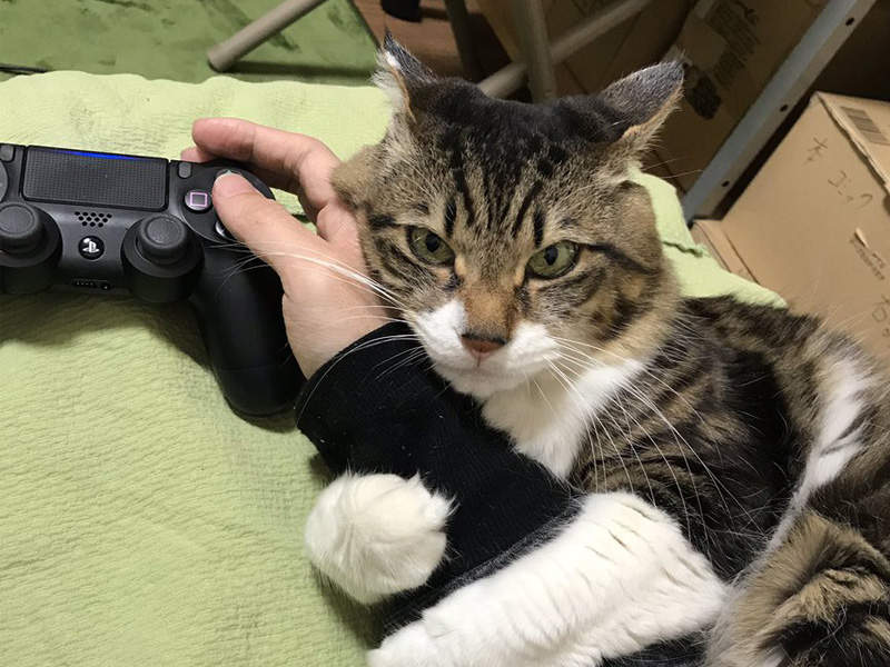 【有片】爆炸萌《超愛撒嬌的貓》別人家的貓從來都不會讓我失望