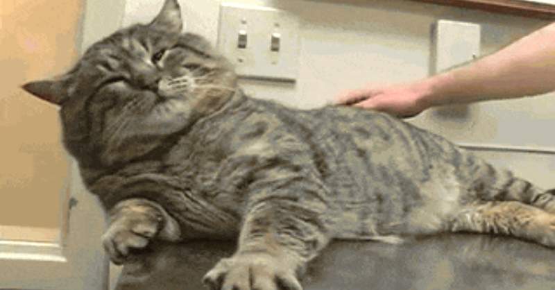 【有片】這體型…混得不錯嘛《超肥流浪貓》其他野貓肚子餓扁扁，牠卻胖到連眼睛都快睜不開