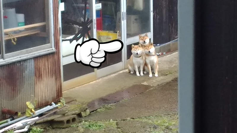 《等待散步的地獄三頭犬》癡癡望著主人坐等出門的三隻柴犬引發推特瘋傳