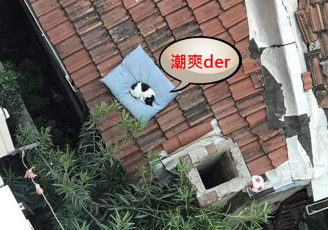 謝謝老天爺《貓在屋頂上找到墊子睡覺》喵星人表示現在換我當主人了謝謝(⁎˃ᆺ˂) 謝謝老天爺《貓在屋頂上找到墊子睡覺》喵星人表示現在換我當主人了謝謝(⁎˃ᆺ˂)