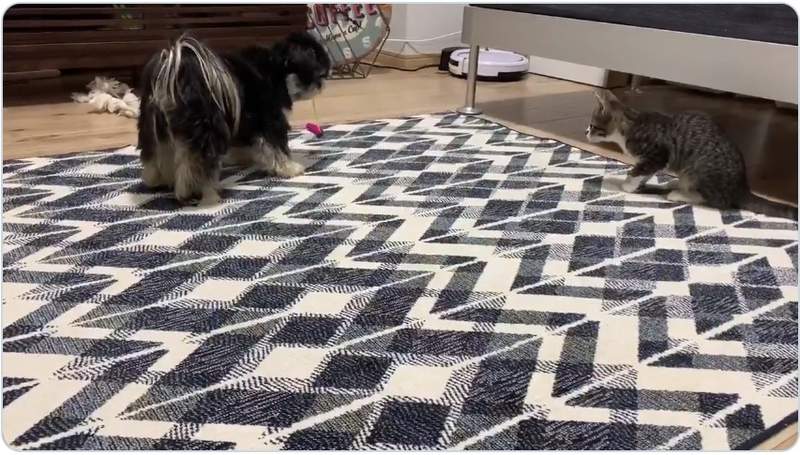 【有片】《逗貓技術熟練的狗狗》比人類還懂如何把逗貓棒效果發揮到最極致ww