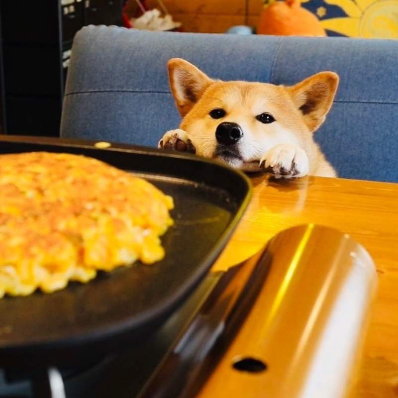 《柴犬的料理教室》飼主精心製作的寵物鮮食,竟被盜用誤會成虐待狗狗!? 《柴犬的料理教室》飼主精心製作的寵物鮮食,竟被盜用誤會成虐待狗狗!?