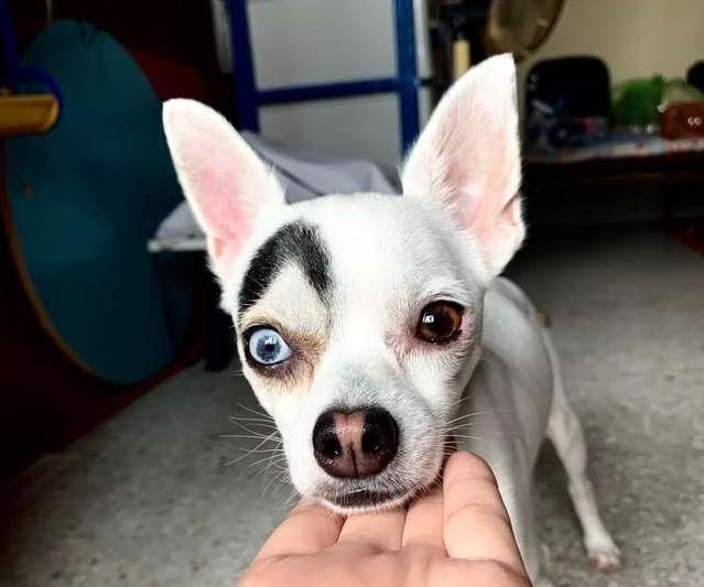 長相奇特《異色瞳狗狗》還有一條粗眉  看起來像家有賤狗