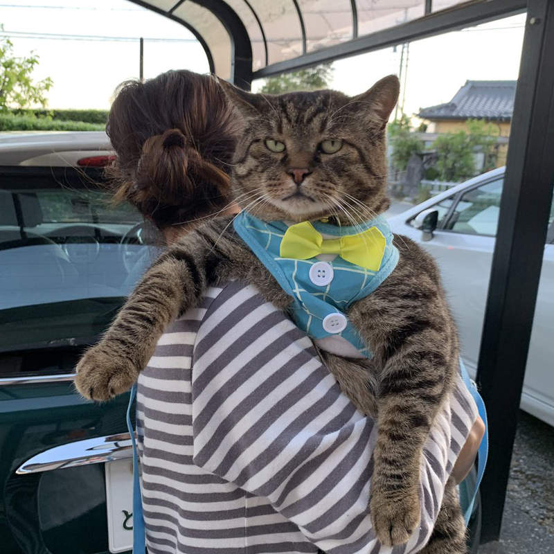 《巨貓自滿大會》雖然不是緬因貓但不小心就長到人家的平均體重惹ww