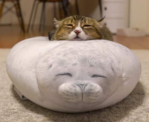 難分軒輊的可愛《大福海豹抱枕與貓的合體》疊在一起神還原我被這畫面給融化了