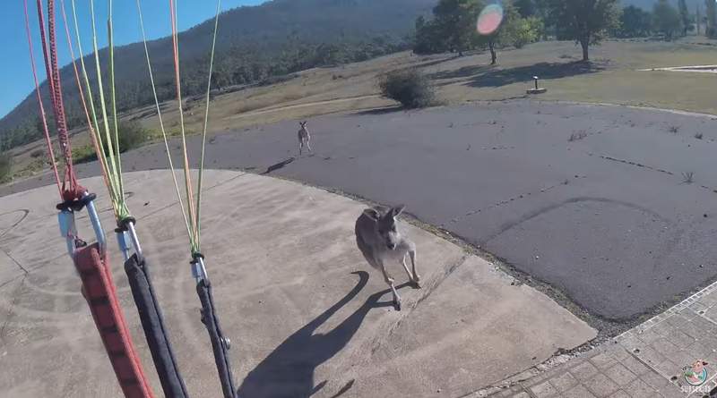 澳洲only奇特意外《滑翔翼降落處有袋鼠》一下來馬上袋鼠拳伺候......