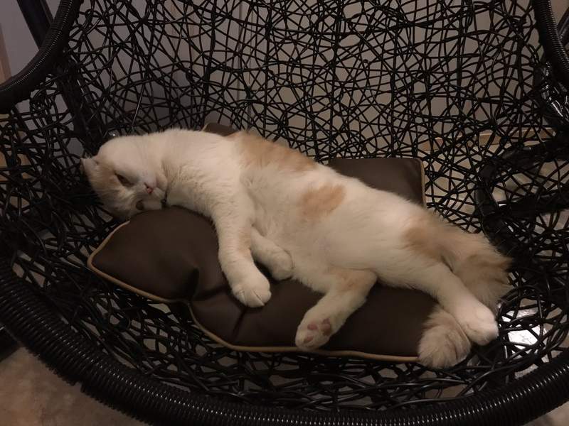 貓咖啡廳《接客接到厭倦貓生的喵星人》貓奴你要走沒？本喵累了...