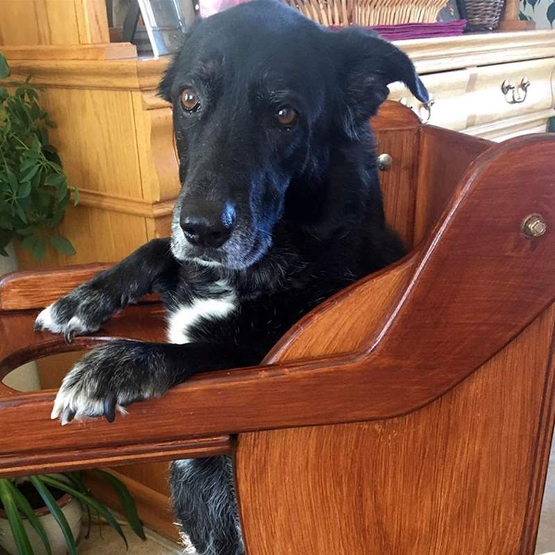 飼主為毛小孩特製《用餐椅》幫助消化　坐在椅子上等吃飯的模樣超可愛卻又讓人不捨