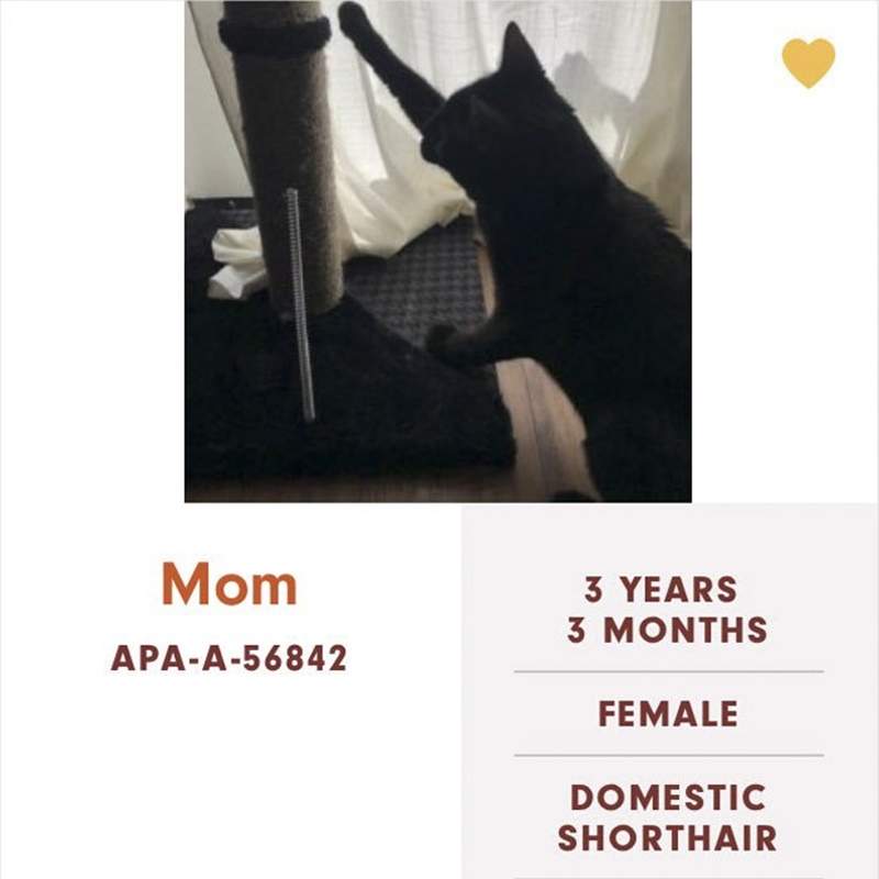動物收容所自創《爆笑寵物名》把貓咪取叫老媽讓人想帶回家孝敬阿w 動物收容所自創《爆笑寵物名》把貓咪取叫老媽讓人想帶回家孝敬阿w