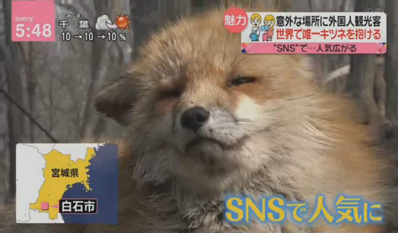 《外國人暴增的祕密景點》日本狐狸村與夜景光雕超人氣 台灣人的情報網真厲害…… 《外國人暴增的祕密景點》日本狐狸村與夜景光雕超人氣 台灣人的情報網真厲害……