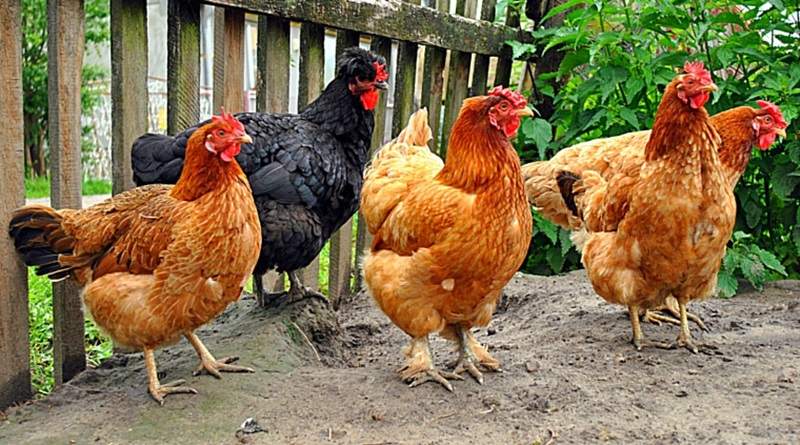 大吉大利今晚「偷」雞《為了玩吃雞跑去偷雞》把賣雞拿到的錢跑去遊戲裡＂吃雞＂...