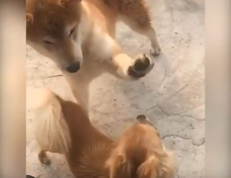 這顏藝也太狂《拍拍吉娃娃的柴犬》奧斯卡影帝就決定是你了