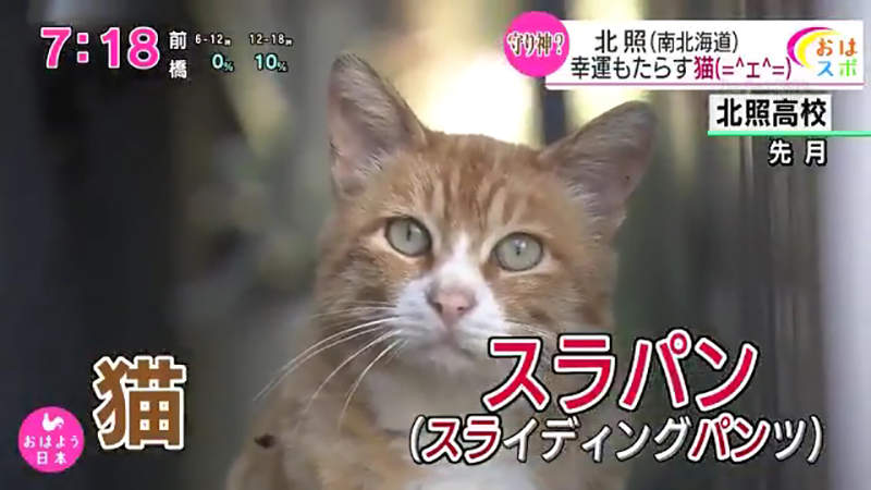 《高中棒球隊神奇隊貓》被笑成史上最爛的北照高中 收編流浪貓大Buff進軍甲子園 《高中棒球隊神奇隊貓》被笑成史上最爛的北照高中 收編流浪貓大Buff進軍甲子園