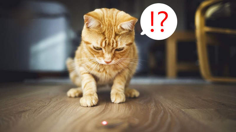 鏟屎官注意《雷射筆對貓貓是否有害》玩的時候注意不要直射喵星人的眼睛喔 鏟屎官注意《雷射筆對貓貓是否有害》玩的時候注意不要直射喵星人的眼睛喔