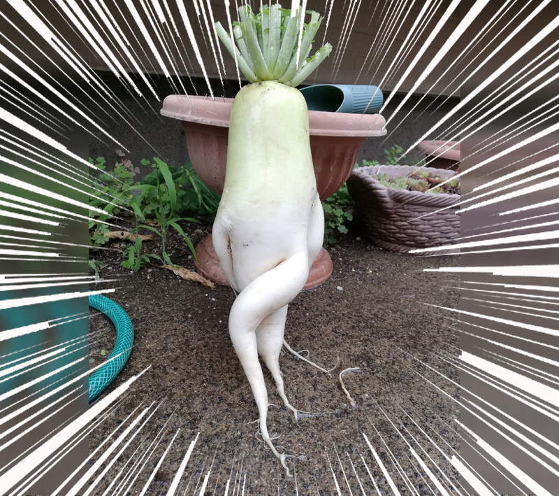 網友大興奮《史上姿勢最美的白蘿蔔》這麼可愛的大根肯定是個女孩子 網友大興奮《史上姿勢最美的白蘿蔔》這麼可愛的大根肯定是個女孩子