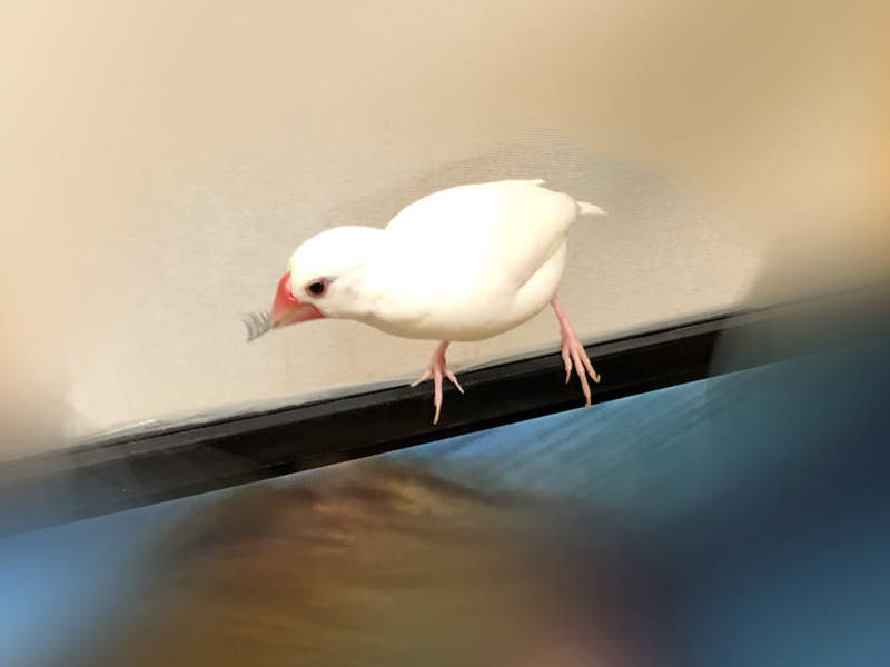 《文鳥玩假睫毛的結果》恭喜獲得一隻留著莫霍克頭的龐克文鳥ww