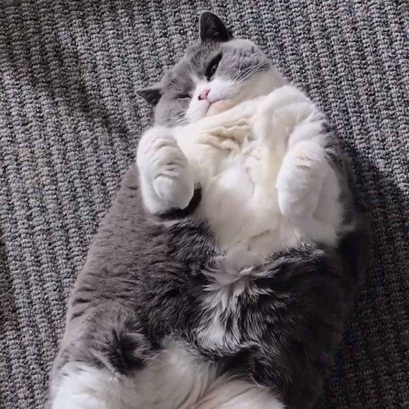 《胖貓日常》喵身上不是脂肪　是奴才們滿滿的愛❤