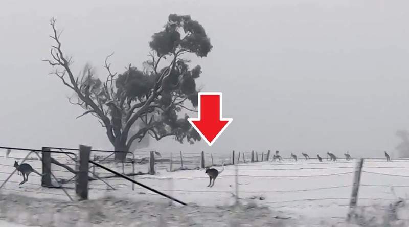 當地人激推萌景《雪地上的袋鼠》蹦蹦跳跳模樣超可愛的啦～
