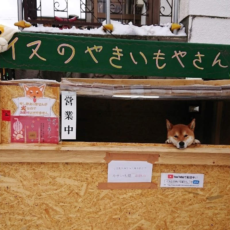 柴柴當老闆《狗狗地瓜攤》人力短缺的危機就交給汪星人來拯救❤ 柴柴當老闆《狗狗地瓜攤》人力短缺的危機就交給汪星人來拯救❤