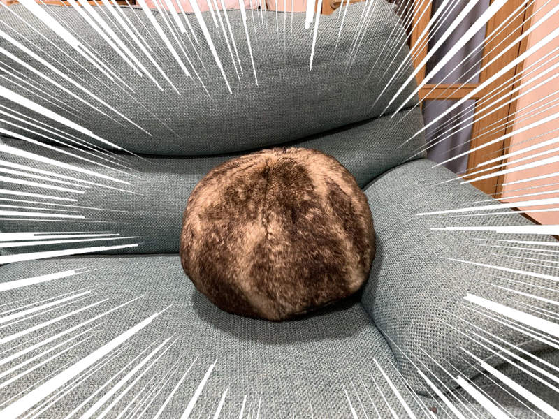 這款也會紅《貓之毛球抱枕》忍不住購買的衝動現在我家裡也有喵星人惹