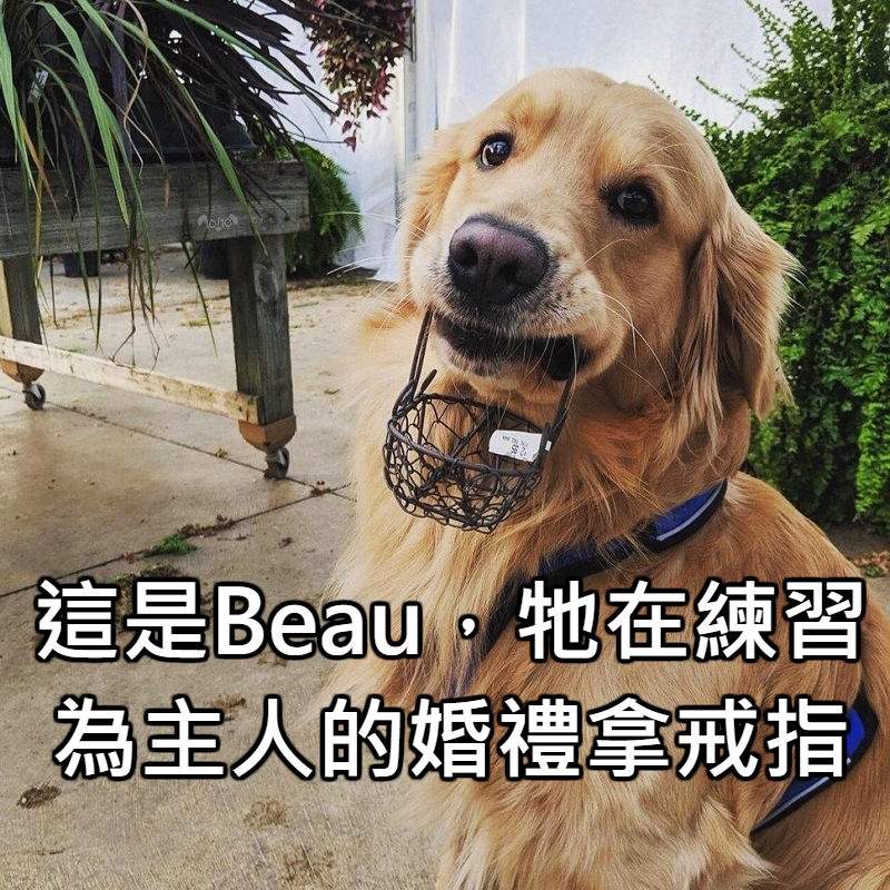 用影片看更療癒《本周乖狗狗》一天一狗狗煩惱遠離你♥ 用影片看更療癒《本周乖狗狗》一天一狗狗煩惱遠離你♥