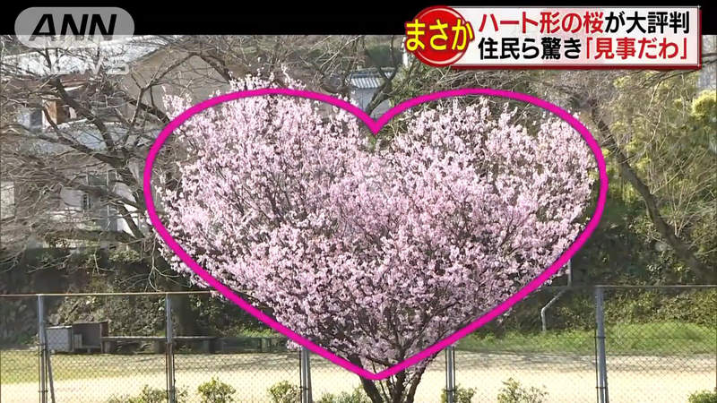 《日本櫻花季開跑》社群網站瘋拍愛心櫻花 當地人卻根本沒聽過…… 《日本櫻花季開跑》社群網站瘋拍愛心櫻花 當地人卻根本沒聽過……
