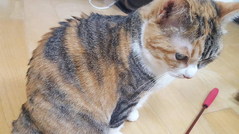 貓漫畫《剛睡醒的貓毛》原本哥吉拉背刺狀態的貓毛，睡醒瞬間卻意外柔順！？