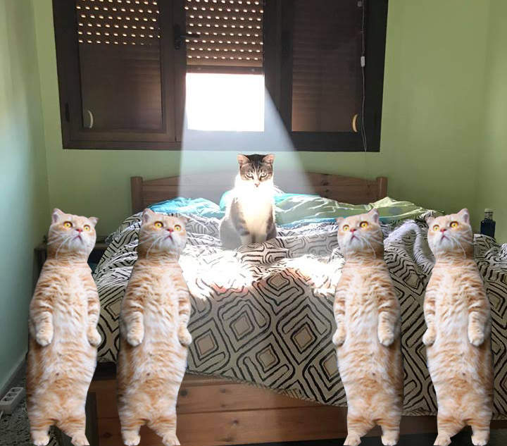 有神快拜《聖光貓》沐浴在陽光底下的喵星人太威惹XD 有神快拜《聖光貓》沐浴在陽光底下的喵星人太威惹XD