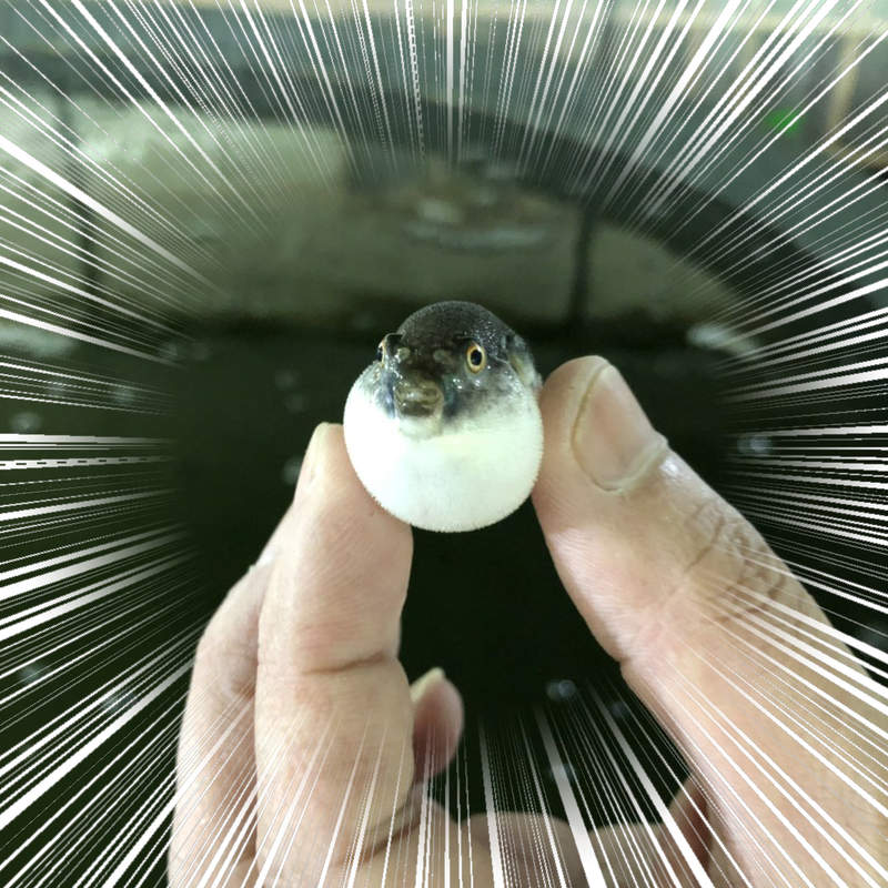 《河豚的稚魚》膨脹身體不但不具任何威嚇作用還看起來更可愛❤ 《河豚的稚魚》膨脹身體不但不具任何威嚇作用還看起來更可愛❤