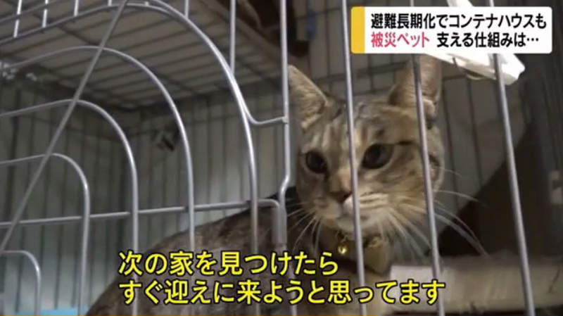 《受災寵物的生活》避難所沒有收留貓狗的地方 飼主遇上危急時刻怎麼辦? 《受災寵物的生活》避難所沒有收留貓狗的地方 飼主遇上危急時刻怎麼辦?