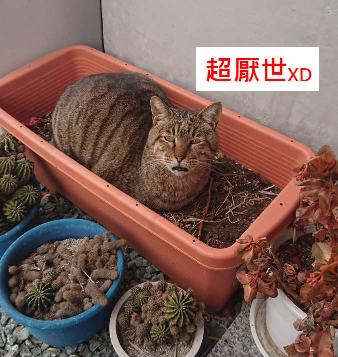 今夏最美的風景《盆栽貓》真的~每天都需要這麼療癒的畫面 今夏最美的風景《盆栽貓》真的~每天都需要這麼療癒的畫面