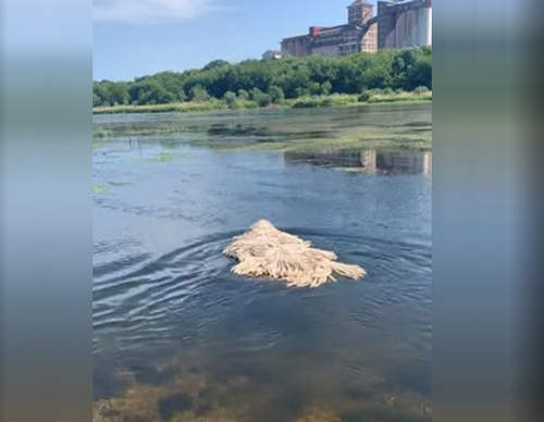 【有片】揉揉眼有沒有看錯《湖中央有拖把在游泳》喔~原來是一隻可蒙犬在享受清涼啊 【有片】揉揉眼有沒有看錯《湖中央有拖把在游泳》喔~原來是一隻可蒙犬在享受清涼啊