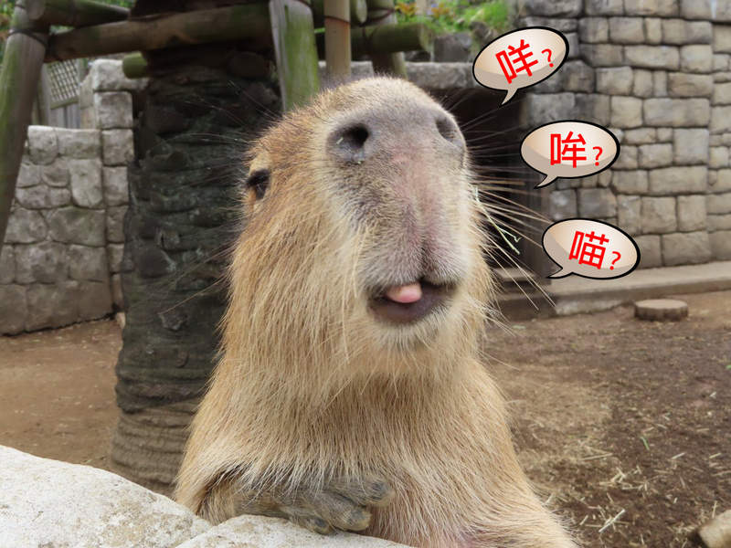 【有片】原來這就是《水豚的叫聲》不看畫面會以為是某種電子零件發出的警訊聲 【有片】原來這就是《水豚的叫聲》不看畫面會以為是某種電子零件發出的警訊聲