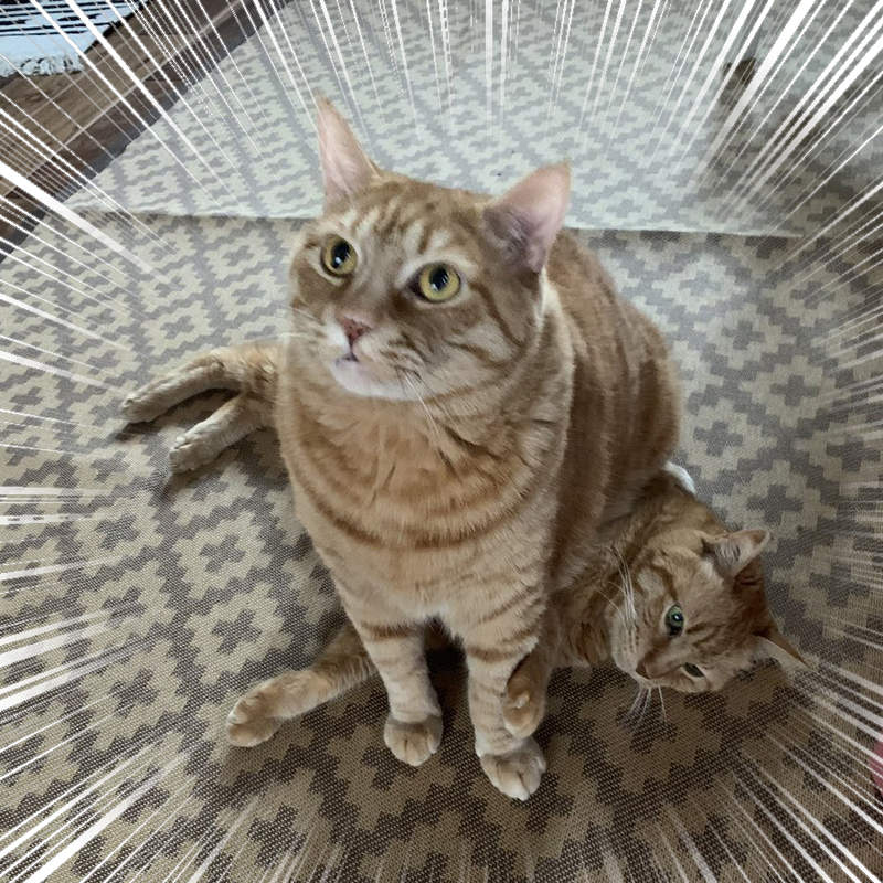 《貓生百百種》有坐在人家身上的貓，就有身上被坐的貓（？）