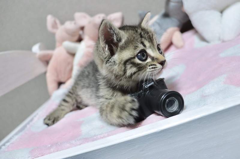 《讓貓拿Canon相機的結果》小小扭蛋落到喵手裡竟能發揮如此強大破壞力...