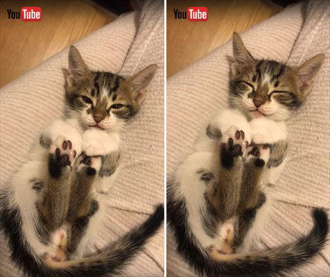 一秒進夢鄉《秒睡的喵星人》無防備的睡姿可愛到會讓人融化