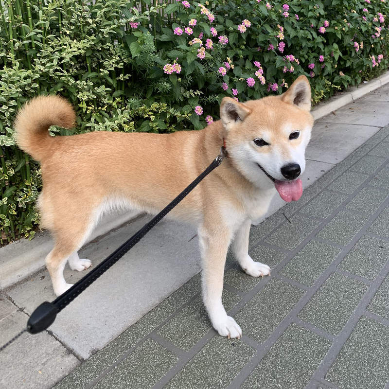 《寵物的中暑對策》毛孩出現這些中暑症狀，身為主人該如何幫牠們緊急處理？