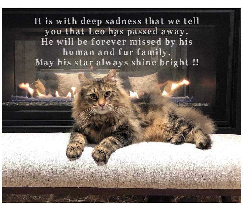 《禁入墳場》貓明星「里歐」過世 我們會永遠記得你可怕的身影......