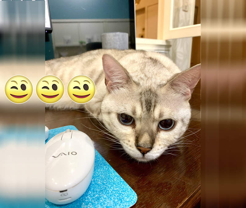 喵盾大對決《鍵盤玻璃罩VS絕對會來搗亂的貓》大家猜猜看能不能防守成功呢？