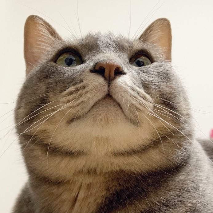 貓的臉頰肉好好摸《喵星人雙下巴》有人注意到這其實也是處萌點嗎？