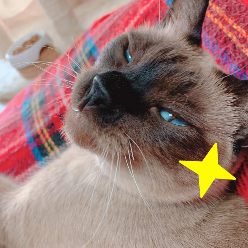 《跟貓接觸等於在玩命》但主子永遠不知道奴才差點死在牠手裡...ww 《跟貓接觸等於在玩命》但主子永遠不知道奴才差點死在牠手裡...ww