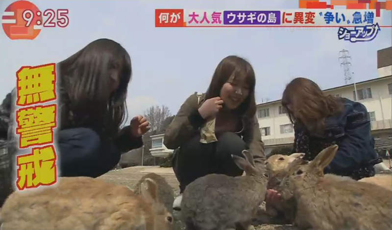 《高人氣兔子島大久野島》兔迷必去觀光地面臨危機 大量繁殖爭奪地盤死傷重……