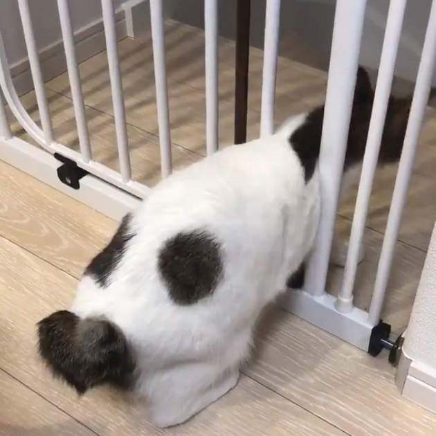 《貓的都市傳說》「只要頭過得去身體就能穿過」的說法，貓牠親自實驗給你看ww